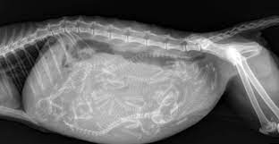 Pregnant Cat X Ray Six Kittens Pregnant Cat X Ray Kitty Images