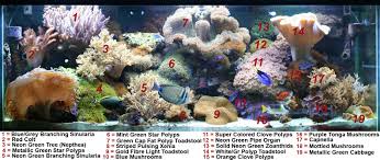 Aquacorals Parent Coral Tanks Coral Ids