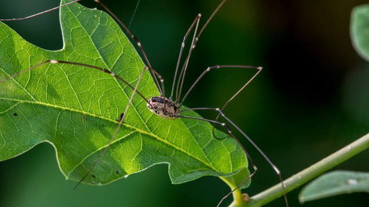 The Daddy Longlegs: Creepy but Harmless - The New York Times
