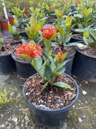 Image result for Ixora laurentii