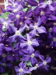 Considered to be an improved version to the long time garden favorite clematis 'jackmanii', 'jackmanii superba' is features an even more profuse bloom of more rounded and slightly larger flowers. Clematis Jackmanii Wikipedia