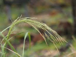 Image result for Agrostis lachnantha