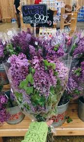Check spelling or type a new query. Tj S French Lilac Szn Is Back Traderjoes