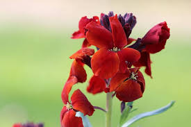 Obgleich er heutzutage als zierpflanze nicht mehr sehr bekannt ist, ist er bei denen, die ihn kennen, beliebt. Goldlack Blume Erysimum Cheiri Pflanzen Pflege Anleitung