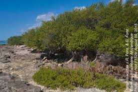 Image result for Pemphis