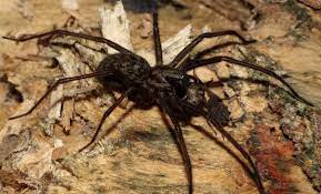 Sie werden getrocknet und an die stellen gehängt. Grosse Winkelspinne Wikipedia