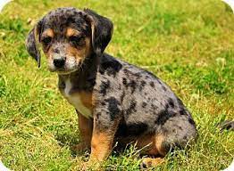 Check spelling or type a new query. Glastonbury Ct Dachshund Beagle Mix Meet Magic A Puppy For Adoption Dog Life Puppies Calm Dogs