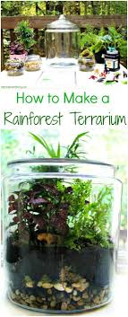 How To Make A Rainforest Terrarium With Kids Natural Beach Living Rainforest Activities Rainforest Animals Rainforest Classroom