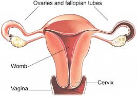 A total hysterectomy is the most common treatment for women with stage 1 cervical cancer who do not it is also used after surgery if there are cancer cells in or close to the edges of the removed tissue, in blood vessels or lymph vessels in the removed. Laparoscopic Hysterectomy Healthdirect
