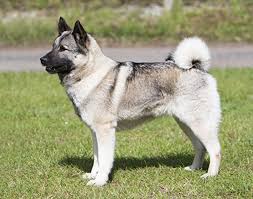 Image result for norwegian elkhound grey