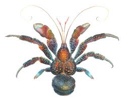 Coconut Crab Finished And Edited Jpg Coconut Crab Crab Illustration Crab