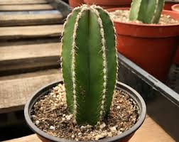 Image result for Lophocereus marginatus
