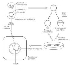 Genetic engineering definition, the development and application of scientific methods, procedures, and technologies that permit direct manipulation of genetic material in order to alter the hereditary traits of a cell, organism, or population. Plant Genetic Engineering