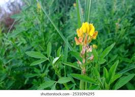 Image result for Fabaceae subfamily Papilionoideae