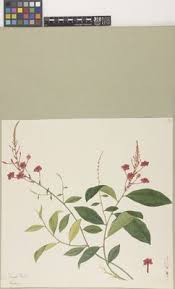 Image result for Plumbago ituriensis