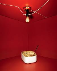 Artist S Palate William Eggleston S Shepherd S Pie Wallpaper William Eggleston Color Photography Still Life Photographers