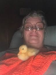 I just took these two in, can anyone tell me if they are boys or girls? I'm  new to ducks. Thank you