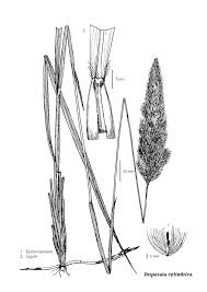 Image result for Isachne kiyalaensis