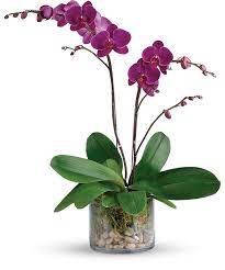 Botanical Orchid Orchids Flower Delivery Birthday Flower Delivery