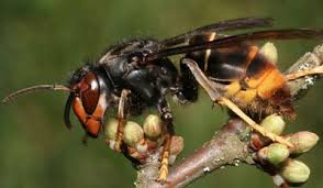 Find the latest tracks, albums, and images from wasp bomb. Cicadas What To Know About The Remarkable And Noisy Bugs Bbc News