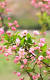 Android Beautiful Nature Wallpaper