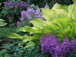 Bodendecker Fur Schatten Pflanzen Astilbe Teppichspiere Funkia Schattenpflanzen Garten Pflanzen Bodendecker