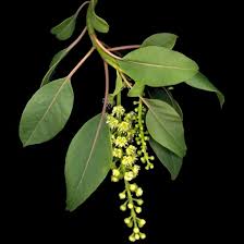 Image result for Phytolacca dioica