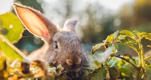 2.5 bonide b004ub8jx0 go away! Tips For Keeping Rabbits Out Of Your Garden Farmers Almanac