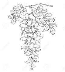 Free download 40 best quality acacia tree coloring page at getdrawings. Contour Acacia Bunch For Spring Coloring Book Royalty Free Cliparts Vectors And Stock Illustration Image 120692060