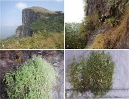 Image result for Cincinnobotrys