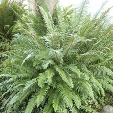 Image result for Polystichum