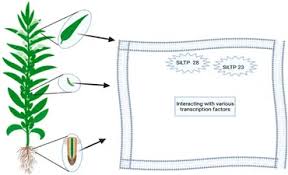 Image result for Sesamum calycinum
