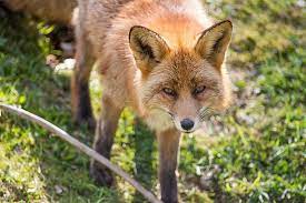 Foxes And Chickens Just Don T Mix If You Re One Of Those Unfortunate Owners Of Backyard Chickens Who Have Seen First Hand What A Fox Chickens Backyard Chicken Coop Blueprints Building