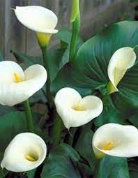 Giant White Cala Lily Essence Of Beauty Calla Lily Calla Lily Bulbs Arum Lily