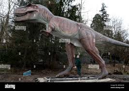 EMBARGOED TO 0001 MONDAY MARCH 9 Sandy McGowan from Blair Drummond Safari  Park views a Tyrannosaurus rex after arriving at the park during  installation in the new exhibition, World of Dinosaurs. The