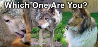 Any sheepdog who intentionally harms the lowliest little lamb will be punished and removed. On Sheep Sheepdogs And Wolves Kravstore