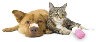 Pet emergency hospital 24 hours. Critical Care 24 Hour Emergency Veterinarian In Rock Springs Wy Mountainaire Animal Clinic