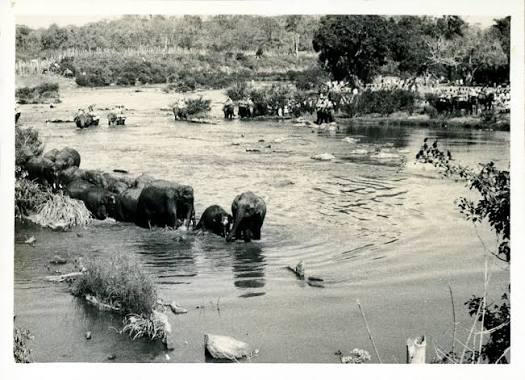 Kabini's History of Khedda Elephant Capture — Nature inFocus