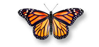 Summer brings continuous blooms in a rainbow of hues. Outdoor Interpretive Sign Monarch Butterfly Migration Life Cycle Milkweed Pollinator Garden Habitat Pulse Design Outdoor Interpretive Signs