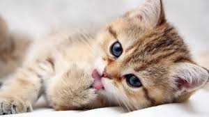 Bring your pokeballs and catch all 1779 pokemon hd wallpapers and background images. 40 Lovely Cat Wallpapers Wallpaperboat