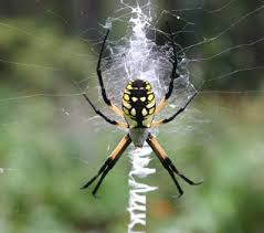 Harmless Argiope Spider Id Walter Reeves The Georgia