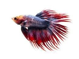 Betta Fish Tail Types Japanesefightingfish Org Betta Fish Types Betta Fish Betta