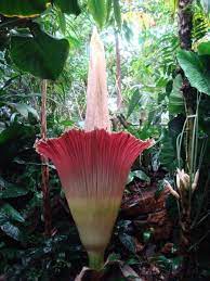 Amorphophallus Titanium Corpse Plant The Largest Flower In The World Only Blooms Every 40 Years In 2021 Large Flowers Strange Flowers Plants