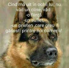 Pin By Flory Telcean On Citate Funny Life Thoughts