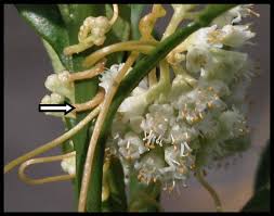 Image result for Cuscuta cassytoides