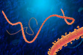 The largest recorded outbreak of evd is ongoing in west africa, outside of its previously reported and predicted niche. Mengenal Sejarah Virus Ebola Halaman All Kompas Com