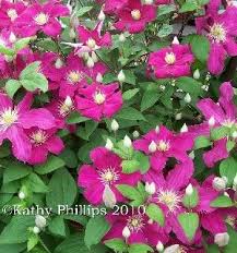 Hagley hybrid is a lovely pink color as long as it gets afternoon shade. Silver Star Vinery Barbara Harrington Clematis A Very Nice Clematis Clematis Climbing Vines Silver Stars
