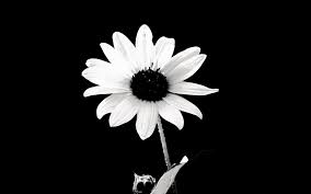 Black And White Daisy Wallpaper Wallpapers Windows Help Black And White Flowers Flowers Photography Wallpaper Black And White