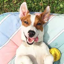 Привет сосед это пердатель из амонг… локи бобо. Loki Bobo Youtube