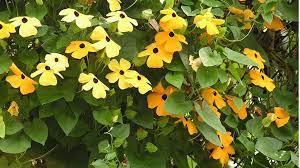 Seeds are best started indoors about 6 to 8 weeks before last frost, then transplanted. 15 Summer Flowering Vines And Climbers